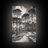 Forest Shadows, Tall Pines, Natural Light, Framed Canvas Print, woodland landscape, rustic cabin decor, autumn forest art