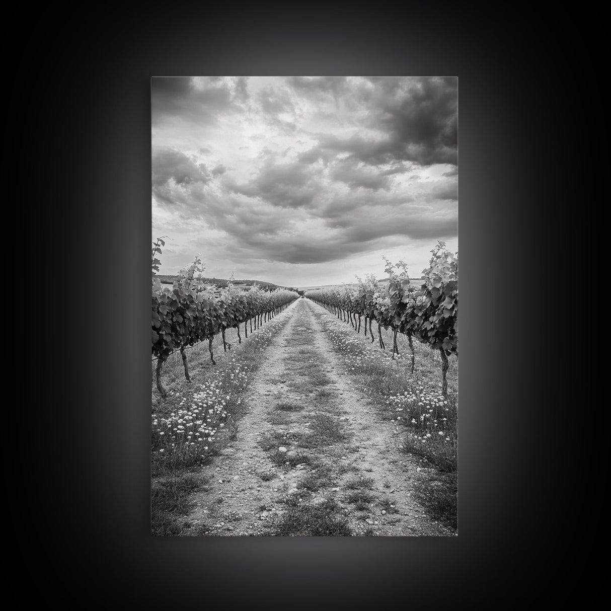 Vineyard Rows, Cloudy Skies, Countryside Path, Canvas Print, Farmhouse Wall Art, Kitchen or Dining Decor, Rustic Landscape Photo