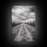 Vineyard Rows, Cloudy Skies, Countryside Path, Canvas Print, Farmhouse Wall Art, Kitchen or Dining Decor, Rustic Landscape Photo