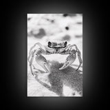 Sand Crab, Beach Macro, Ocean Critter Art, Framed Canvas Print, Coastal Bathroom Decor, Beach House Wall Art, Nature Close-Up