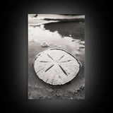 Sand Dollar, Coastal Shore, Ocean Shell Print, Canvas Print, Beachcomber Wall Art, Seaside Bathroom Decor, Nautical Nature Photography