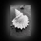 Spiral Shell, Beach Texture, Nature Closeup, Sea Whisper Framed Canvas Print, minimalist beach wall art, boho coastal kitchen decor