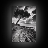Wind Bent Tree, Coastal Cliff, Solitary Beauty, Canvas Print, Nature Photography Wall Art, Minimalist Earthy Decor, Moody Landscape