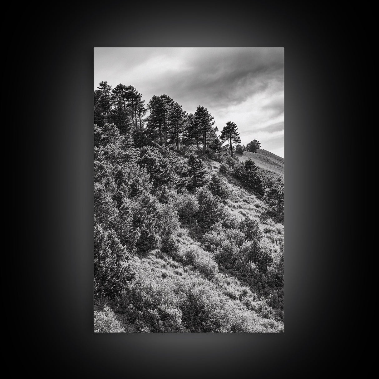 Hillside Forest, Peaceful Pines, Mountain Light, Framed Canvas Print, Nature Wall Art, Cabin Decor, Woodland Landscape Scene