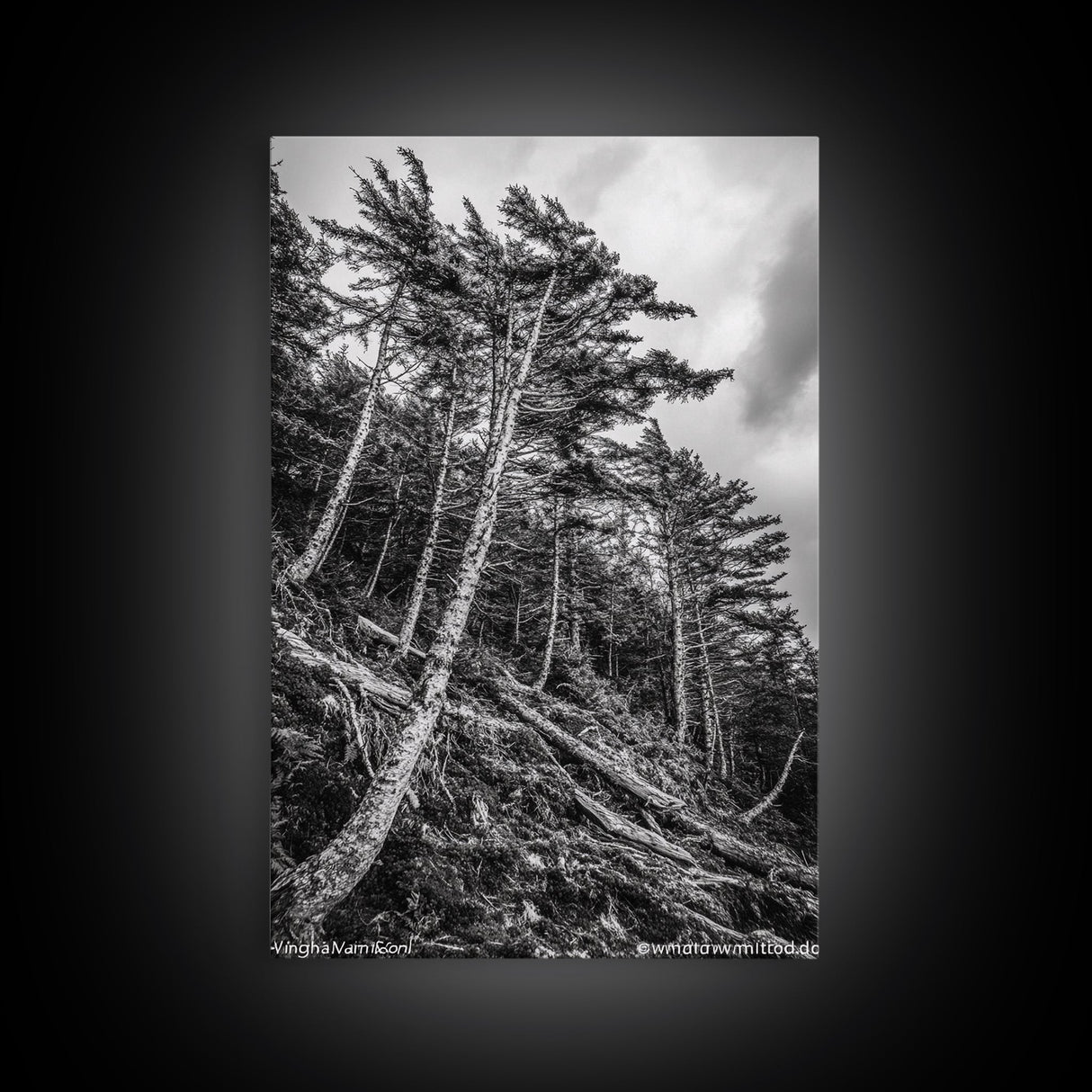 Windy Pines, Forest Landscape, Nature Photography, Framed Canvas Print, Rustic Wall Art, Cabin Decor, Minimalist Art, Fall Home Style