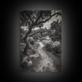 Forest Path, Twisting Trees, Nature Trail Scene, Framed Canvas Print, Earthy Wall Art, Boho Woodland Decor, Entryway or Hallway Accent