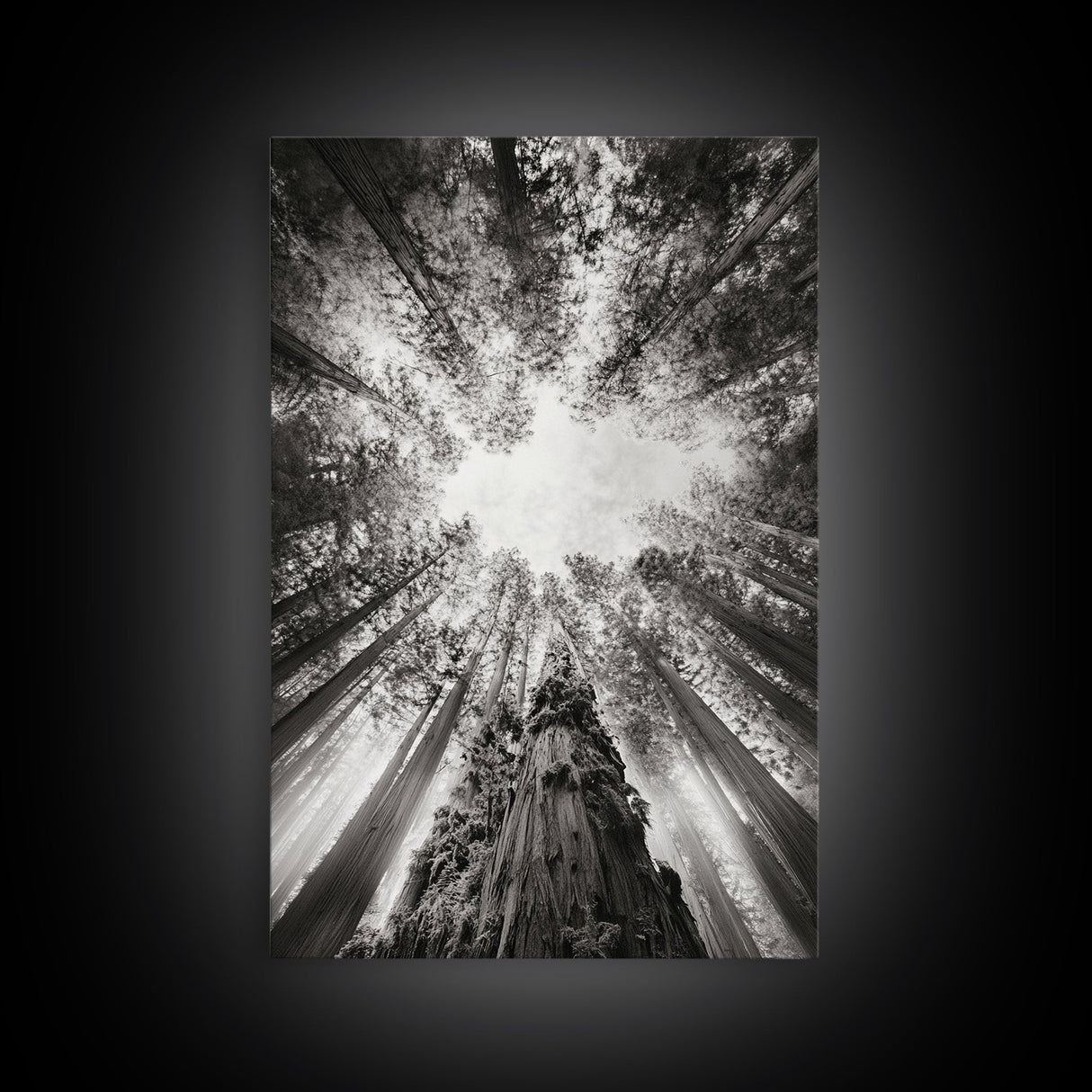 Redwood Canopy Sky, Majestic Forest Trees, Vertical Nature Scene, Framed Canvas Print, Wilderness Wall Art, Lodge or Den Decor