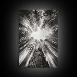 Redwood Canopy Sky, Majestic Forest Trees, Vertical Nature Scene, Framed Canvas Print, Wilderness Wall Art, Lodge or Den Decor