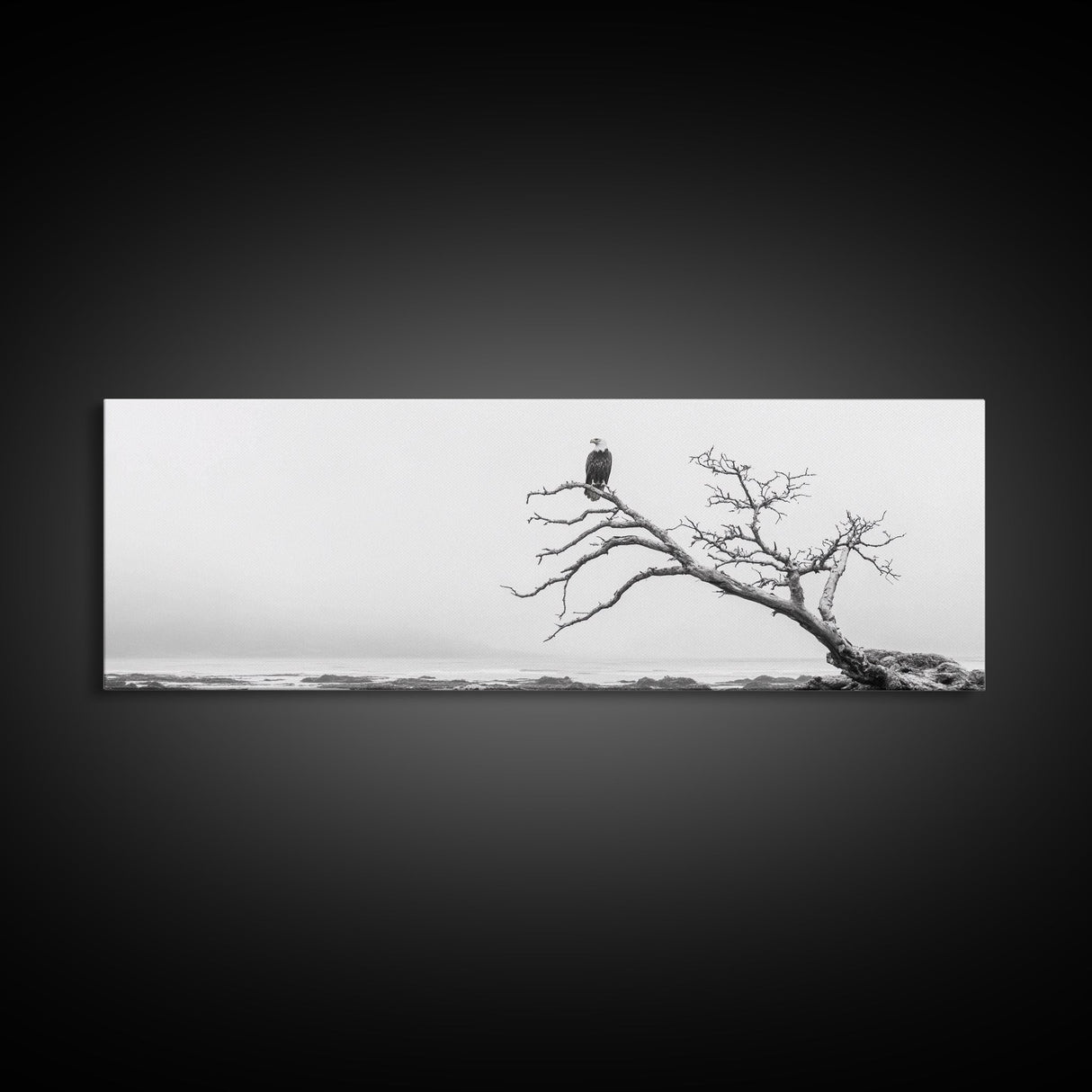 Bald Eagle, Tree Perch, Foggy Coast, Framed Canvas Print, Wildlife Photography, Cabin Wall Art, Rustic Minimalist Decor