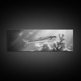 Silver Fish Closeup, Underwater Life, Marine Wildlife Art, Black and White Framed Canvas Print, Coastal Bathroom or Den Wall Art