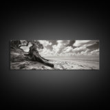Coastal Tree Roots, Windswept Beach, Natural Form, Framed Canvas Print, Boho Wall Art, Entryway Decor, Beach House Aesthetic