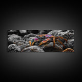 Rainbow Crab, Coastal Creature, Ocean Life, Vibrant Nature, Framed Canvas Print, Bathroom Wall Art, Coastal Home Decor