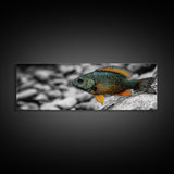 Colorful Fish Closeup, Underwater Art, Nature Photography, Canvas Print, Coastal Bathroom Decor, Vibrant Marine Life Wall Art