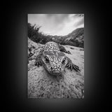 Lizard art, wildlife photography, moody art, desert decor, black and white photography, wabi sabi wall art, framed canvas print, unique gift
