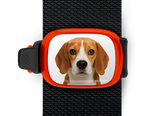 Beagle Stwrap
