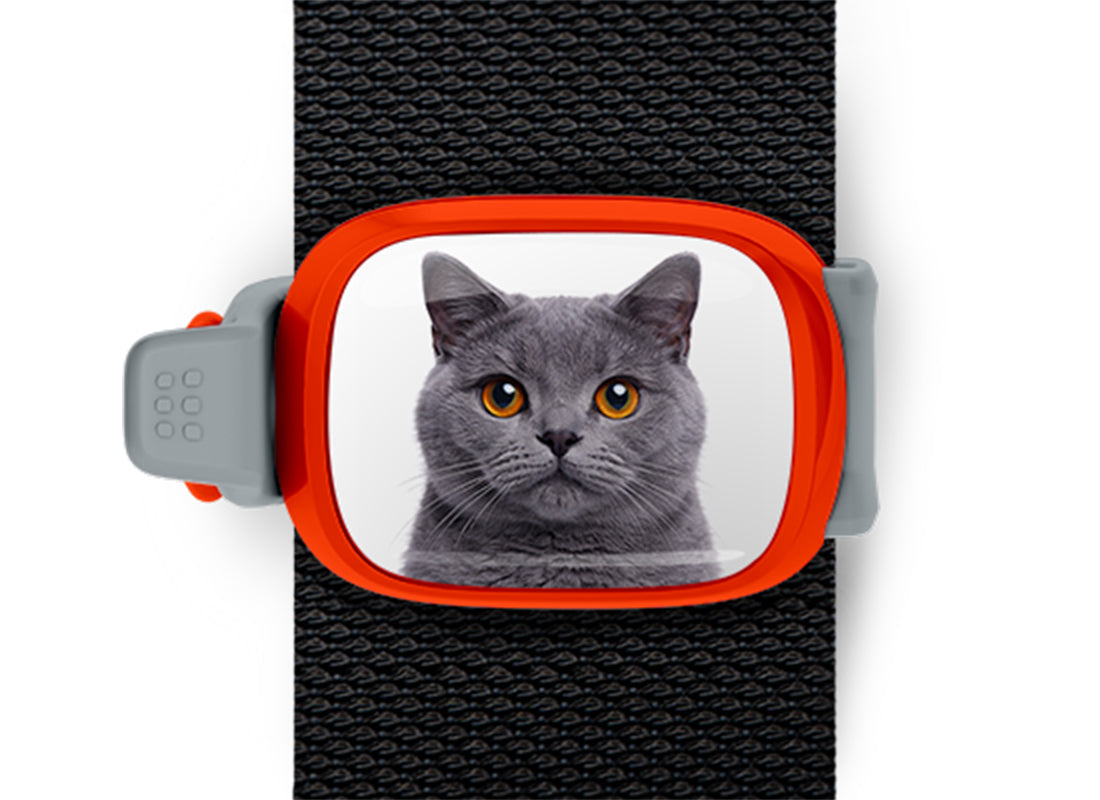 British Shorthair Cat Stwrap