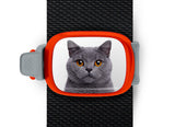 British Shorthair Cat Stwrap