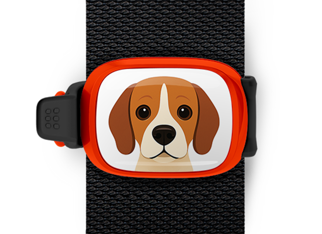 Beagle Stwrap
