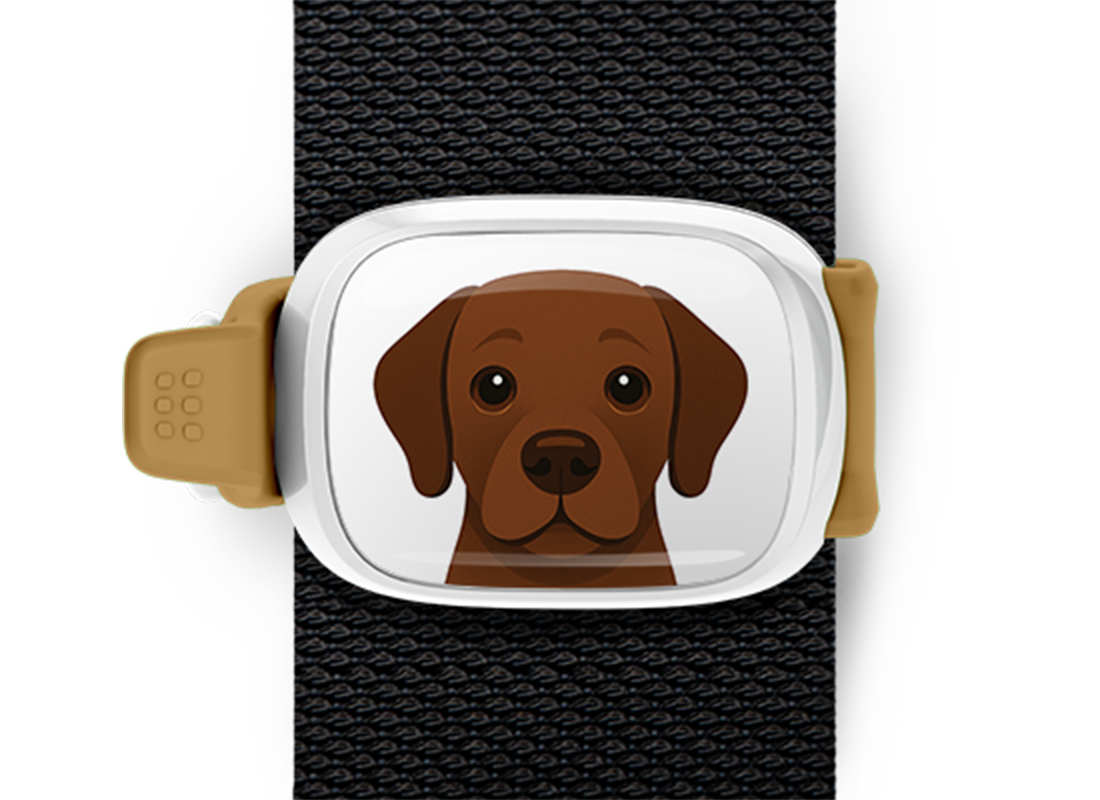Chocolate Lab Stwrap