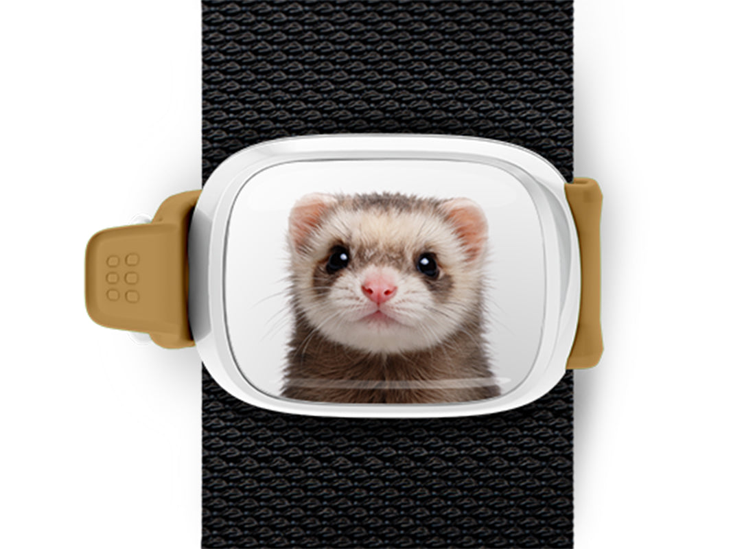 Ferret Stwrap