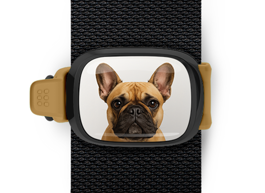 French Bulldog Stwrap