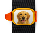 Golden Retriever Stwrap