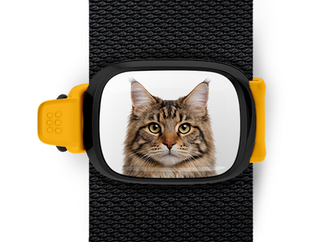 Maine Coon Cat Stwrap
