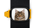 Maine Coon Cat Stwrap
