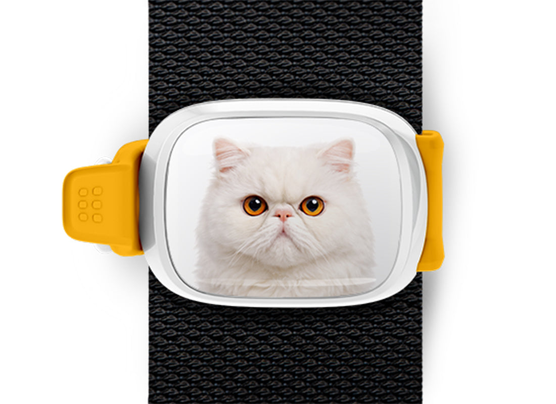 Persian Cat Stwrap