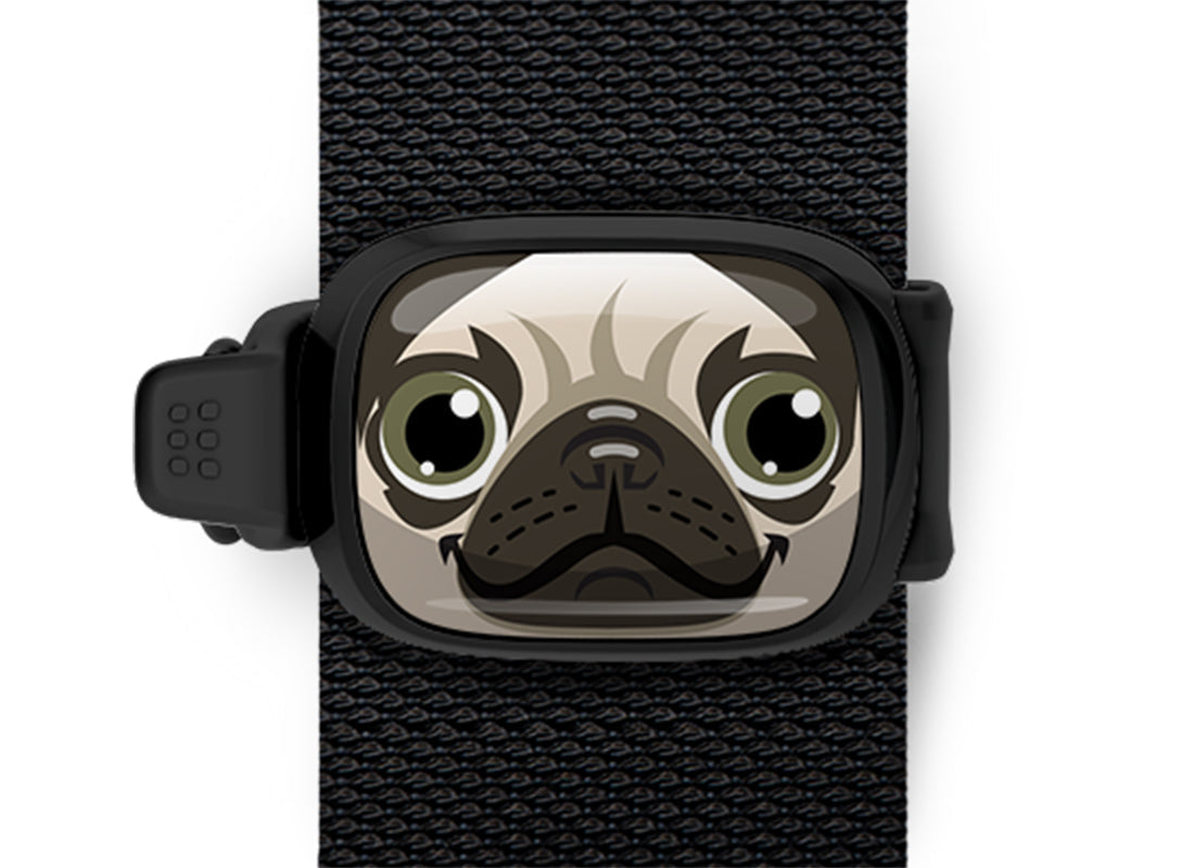 Pugsy the Pug Stwrap