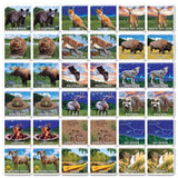 Jr. Ranger Matching Game