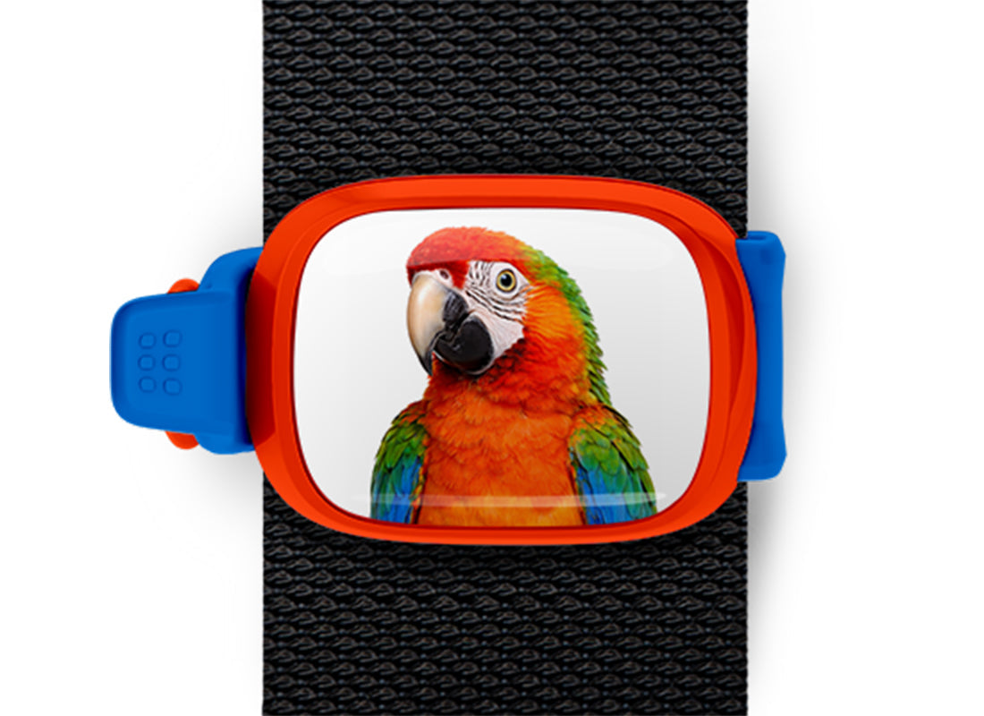 Scarlet Macaw Stwrap
