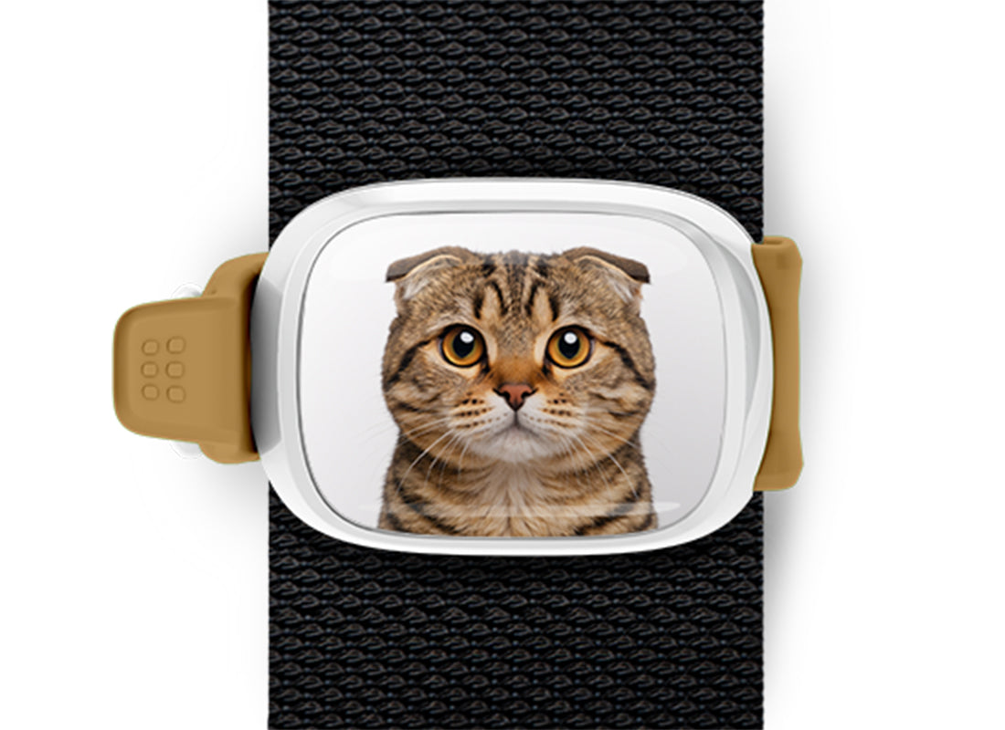 Scottish Fold Cat Stwrap